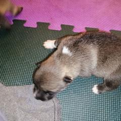 Dagaz aka Hilda - Gray female Swedish Vallhund puppy in Ellensburg, Washington from Faery Mount Farm