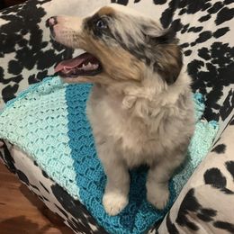 Australian Shepherds from Rocking J Aussies
