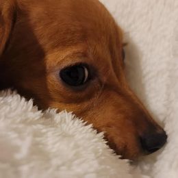 Chihuahuas and Dachshunds from CKH Critters