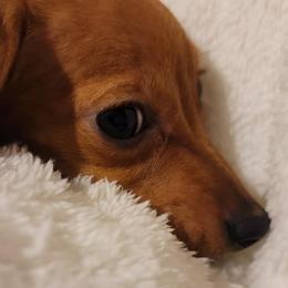Chihuahuas and Dachshunds from CKH Critters