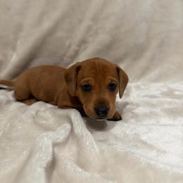 Nemo - Red male Dachshund puppy in Aubrey, Texas from Mims Mini Dachshunds