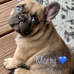 French Bulldog Puppies from Piper’s Pups