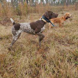 GRACIE - German Shorthaired Pointer