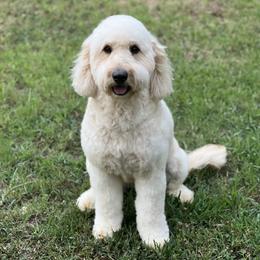 Penny - Goldendoodle