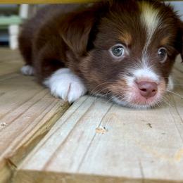 Wrangler - Red tri male Toy Australian Shepherd puppy in Huffman, Texas from Harper Cowboy VonBrunow