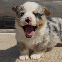 American Corgis and Pembroke Welsh Corgis from Wild West Corgis