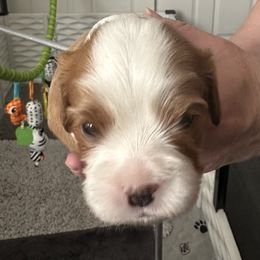 Cavalier King Charles Spaniel Puppies from Cavaliers of New Castle