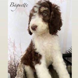 Baguette - Parti Poodle puppy in Corona, California from Garden Of Poodles