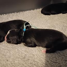 Slate (blue) - Black tri-color male Australian Shepherd puppy in Okeechobee, Florida from Rothsolid Puppies