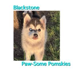 Blackstone - Silver female Pomsky puppy in Krum, Texas from Paw-Some Pomskies