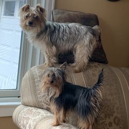 Zoey - Yorkshire Terrier