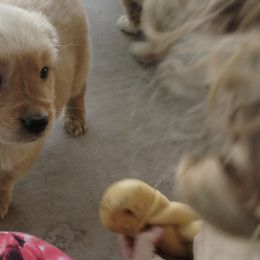 Golden Retriever Puppies from J-R Farms Goldens