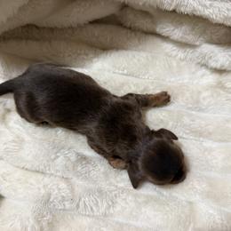 Romeo - Chocolate and tan male Dachshund puppy in Rialto, California from DashiesDachLLC