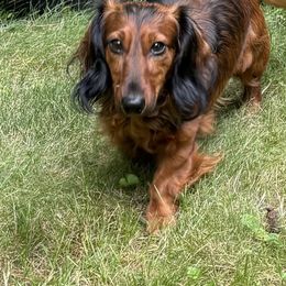 Dachshunds and French Bulldogs from FOSTERS FRENCHIES and DACHSHUNDS