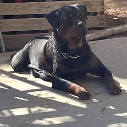Luna - Rottweiler