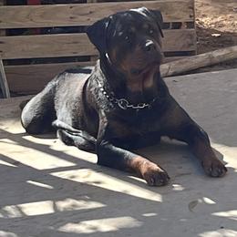 Luna - Rottweiler