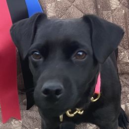 Tazzie - Patterdale Terrier