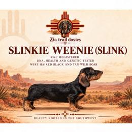 Slink - Dachshund