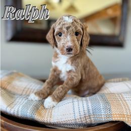 Ralph - Red  male Goldendoodle puppy in Oklahoma from Faithful Hill Doodles