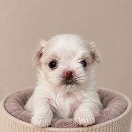 Boy 1 - White male Maltese puppy in San Diego, Temecula, Ontario, California from Yorkie & Maltese Royalty