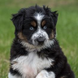 Grape - Black tri-color female Australian Shepherd puppy in Bristol, New Hampshire from NewFound Lake Aussies
