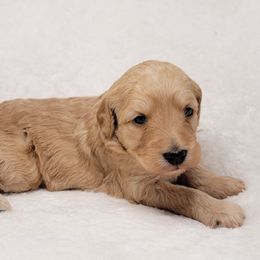 Goldendoodle Puppies from Lake Village Doodles