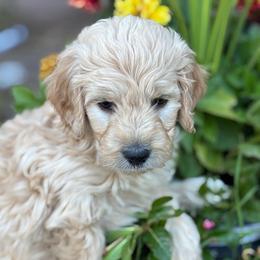 Yellow Girl - Cream female Goldendoodle puppy in Colorado Springs, Colorado from Pikes Peak Doodles