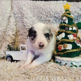 Ash - Slate merle male Border Collie puppy in Morgan, Texas from Shooting Star Ranch