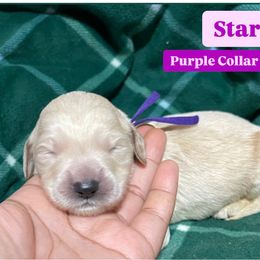 Bernedoodle and Goldendoodle Puppies from Lyon and Luna Goldendoodles Bernedoodles