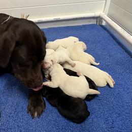 Spooky - Yellow male Labrador Retriever puppy in Turner, Maine from Bear Pond Retrievers