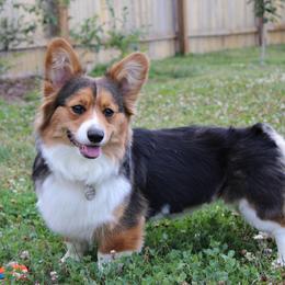 Pembroke Welsh Corgis from Henion’s Corgis