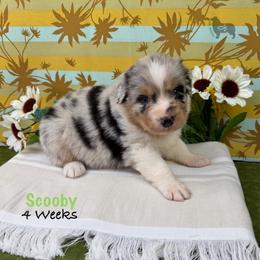 Scooby - Blue merle male Australian Shepherd puppy in El Dorado Springs, Missouri from OR Aussies