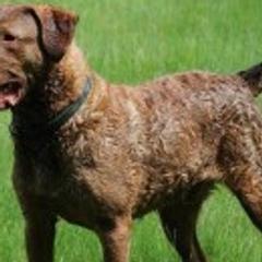 shot - Chesapeake Bay Retriever