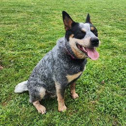 Navy - Blue Australian Cattle Dog puppy in Lynd, Minnesota from Diamond Falls Cattle Dogs