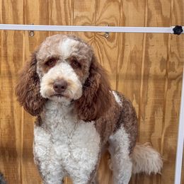 Ellie - Goldendoodle