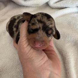 Dachshund puppies from Lord Frank’s Mini Weeniers