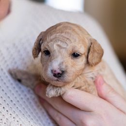 Goldendoodle Puppies from OikiaDoodle