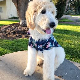 Goldendoodle Puppies from Doodle Love 559