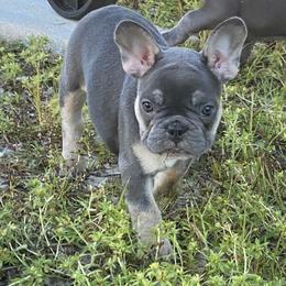 Boxer and French Bulldog Puppies from Beachside Boxers and Frenchies