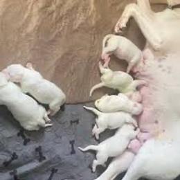 Boy 4 - male Dogo Argentino puppy in Jericho, New York from Dogo Argentino Puppies