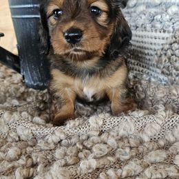 Dachshund Puppies from Long Mountain Long Dogs