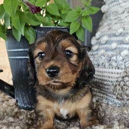 Dachshund Puppies from Long Mountain Long Dogs