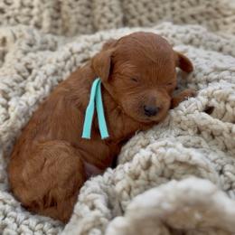 Boy 1 - Red male Cavapoo puppy in Arlington, Texas from Van Haselen Poodles and Doodles
