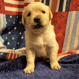Girl 2 - Yellow female Labrador Retriever puppy in Latrobe, Pennsylvania from Stone Shoe Ranch Labrador Retrievers