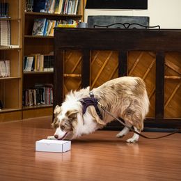 Rudy - Australian Shepherd