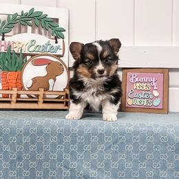 Nori-- Fluffy - White and black female Pembroke Welsh Corgi puppy in Oak City, Utah from Shells’ Corgis