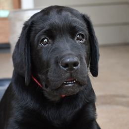 Boy 2 - Labrador Retriever puppy from AKC California Winterstrom Labradors