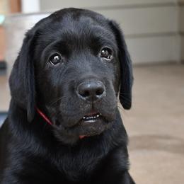 Boy 2 - Labrador Retriever puppy from AKC California Winterstrom Labradors