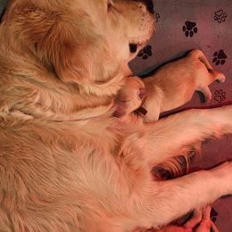 Golden Retriever Puppies from Golden Ratio Retrievers