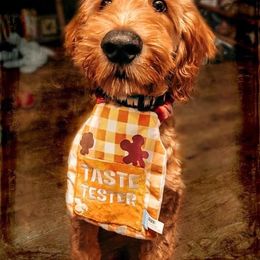 Goldendoodle Puppies from Valley View Goldendoodles